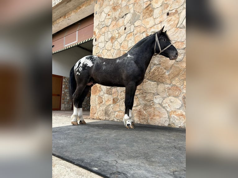 Appaloosa Hengst 2 Jaar 167 cm Zwart in Santeramo In Colle