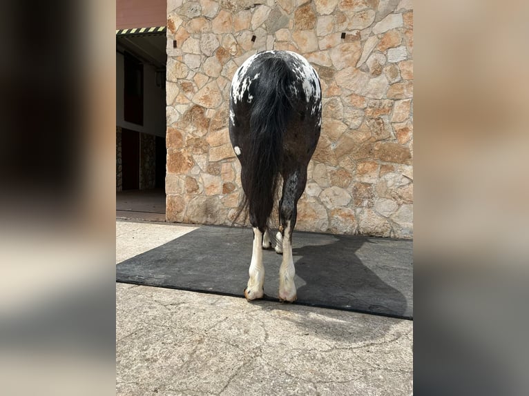 Appaloosa Hengst 2 Jaar 167 cm Zwart in Santeramo In Colle