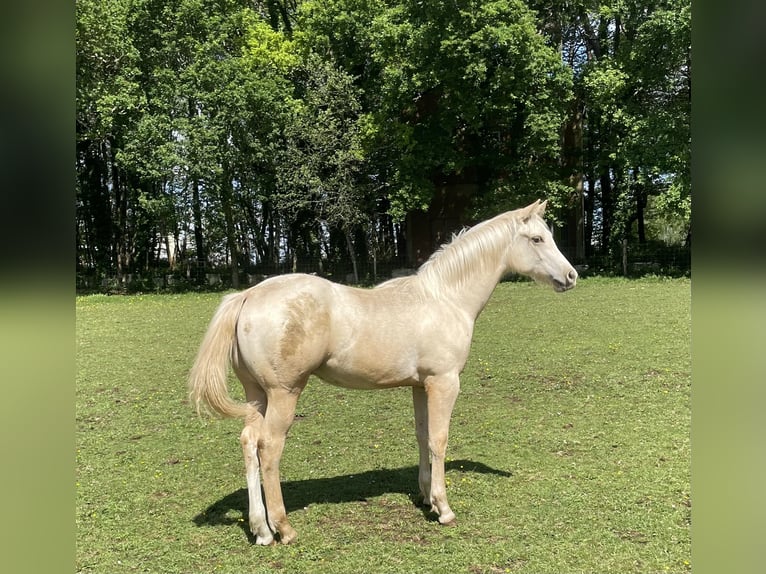 Appaloosa Hengst 2 Jaar in Vilalba (Casco Urbano)