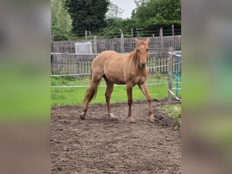 Appaloosa Hengst 2 Jahre 140 cm Falbe in Dormagen