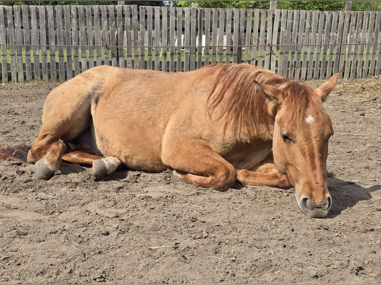 Appaloosa Hengst 2 Jahre 140 cm Falbe in Dormagen