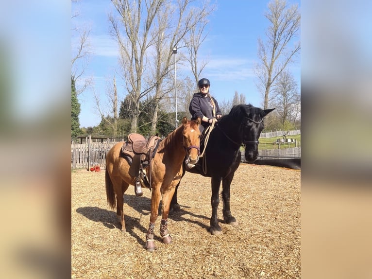 Appaloosa Hengst 2 Jahre 140 cm Falbe in Dormagen