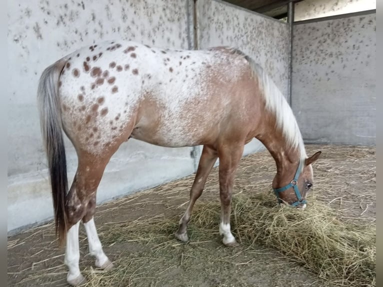 Appaloosa Hengst 2 Jahre 140 cm Tigerschecke in Bergamo