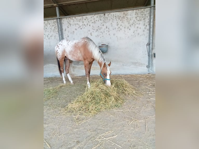 Appaloosa Hengst 2 Jahre 141 cm in Stagno Lombardo