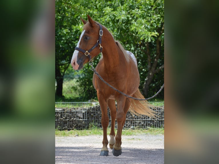 Appaloosa Mix Hengst 2 Jahre 145 cm Fuchs in Nohfelden
