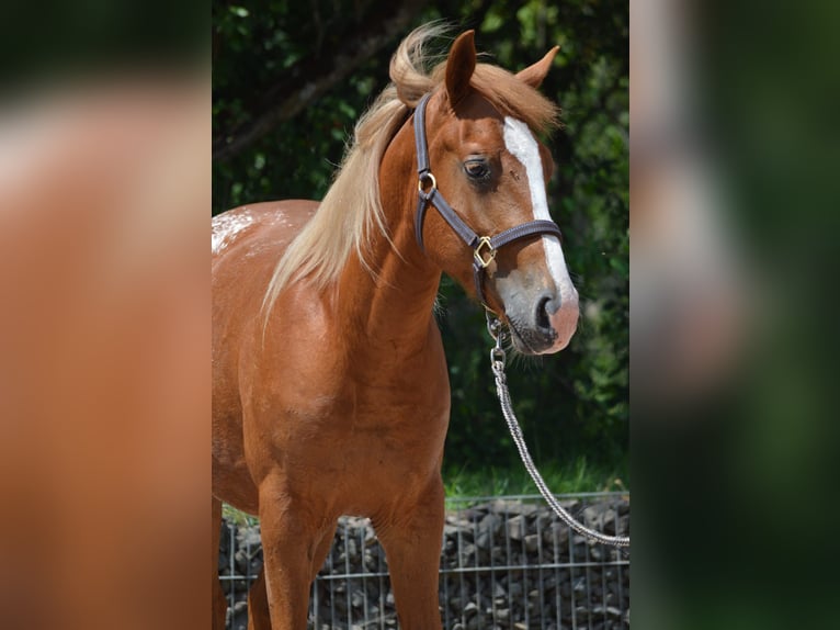 Appaloosa Mix Hengst 2 Jahre 145 cm Fuchs in Nohfelden