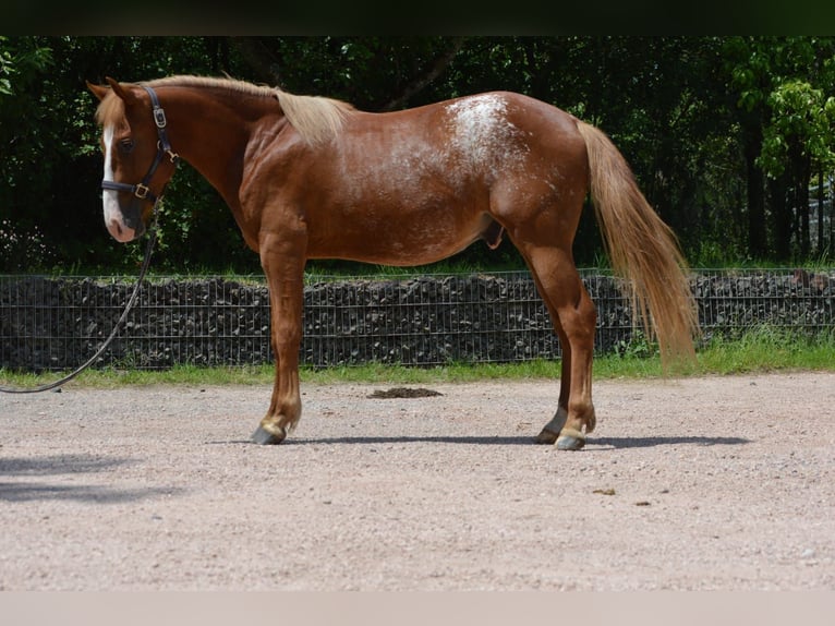 Appaloosa Mix Hengst 2 Jahre 145 cm Fuchs in Nohfelden