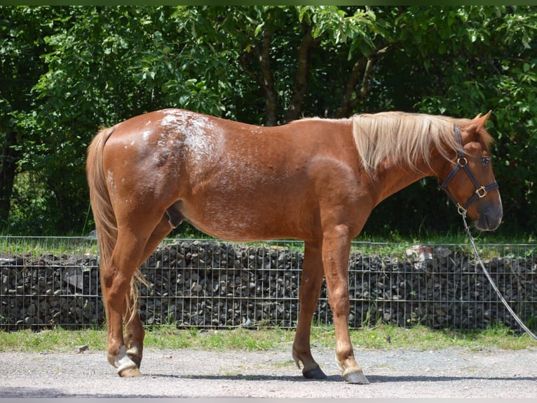 Appaloosa Mix Hengst 2 Jahre 145 cm Fuchs in Nohfelden