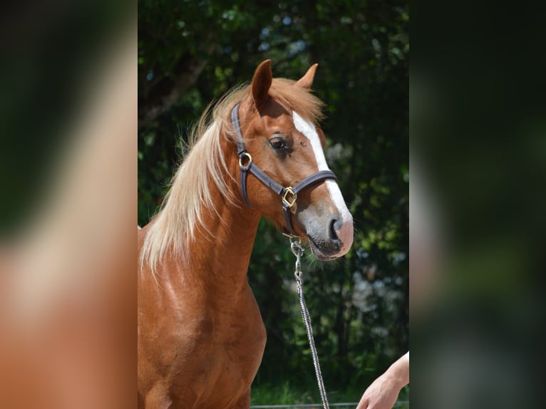 Appaloosa Mix Hengst 2 Jahre 145 cm Fuchs in Nohfelden