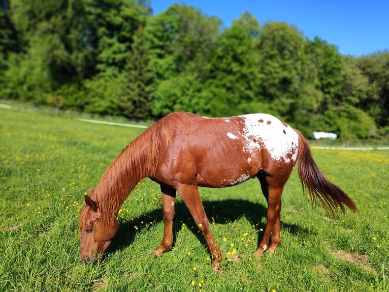 Appaloosa Hengst 2 Jahre 148 cm Fuchs in Kempfeld