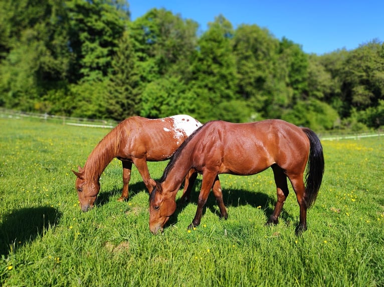 Appaloosa Hengst 2 Jahre 148 cm Fuchs in Kempfeld