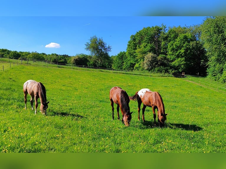 Appaloosa Hengst 2 Jahre 148 cm Fuchs in Kempfeld