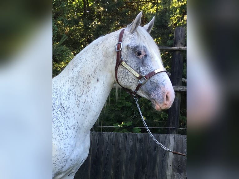 Appaloosa Hengst 2 Jahre 150 cm  in Brno