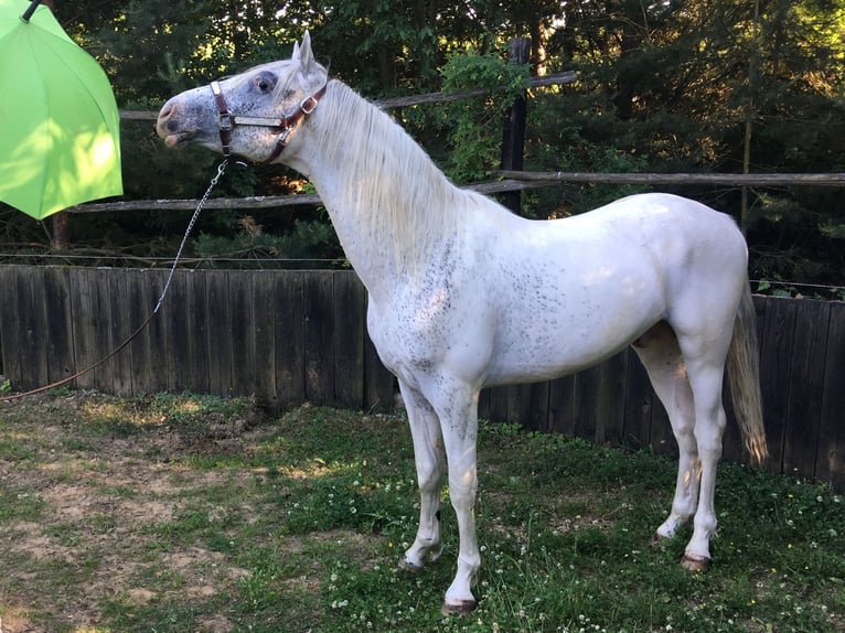 Appaloosa Hengst 2 Jahre 150 cm  in Brno