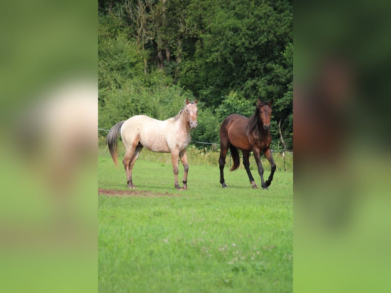 Appaloosa Hengst 2 Jahre 155 cm Brauner in Berching