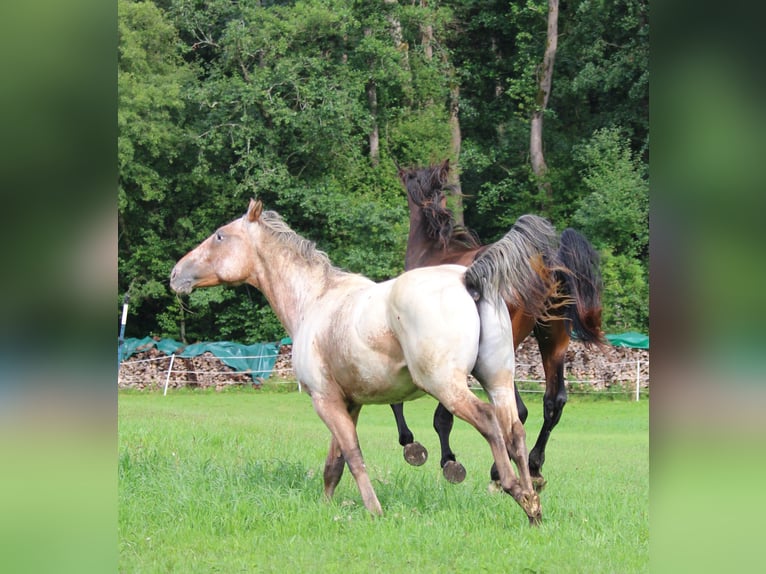Appaloosa Hengst 2 Jahre 155 cm Brauner in Berching
