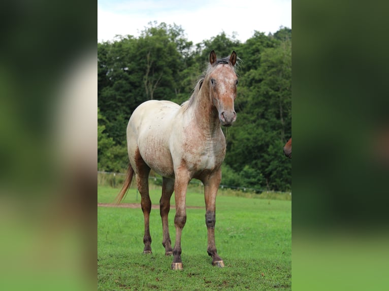 Appaloosa Hengst 2 Jahre 155 cm Brauner in Berching