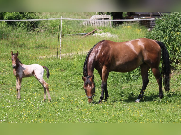Appaloosa Hengst 2 Jahre 155 cm Brauner in Berching