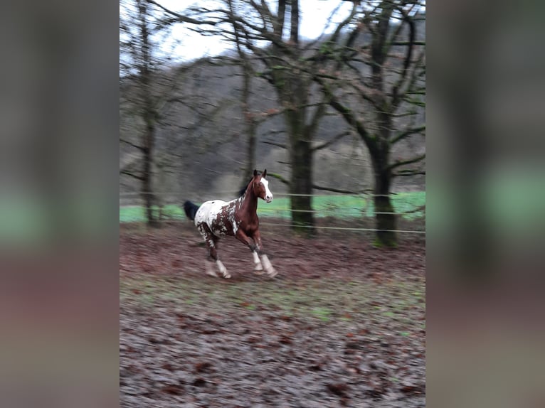 Appaloosa Hengst 2 Jahre 155 cm  in Odenbach