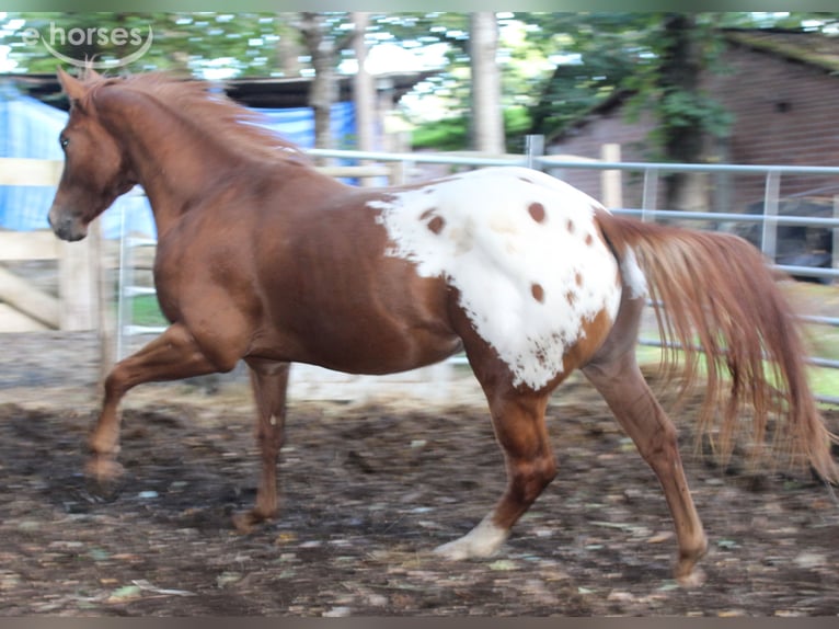 Appaloosa Hengst 2 Jahre 157 cm Fuchs in Vilalba (Casco Urbano)
