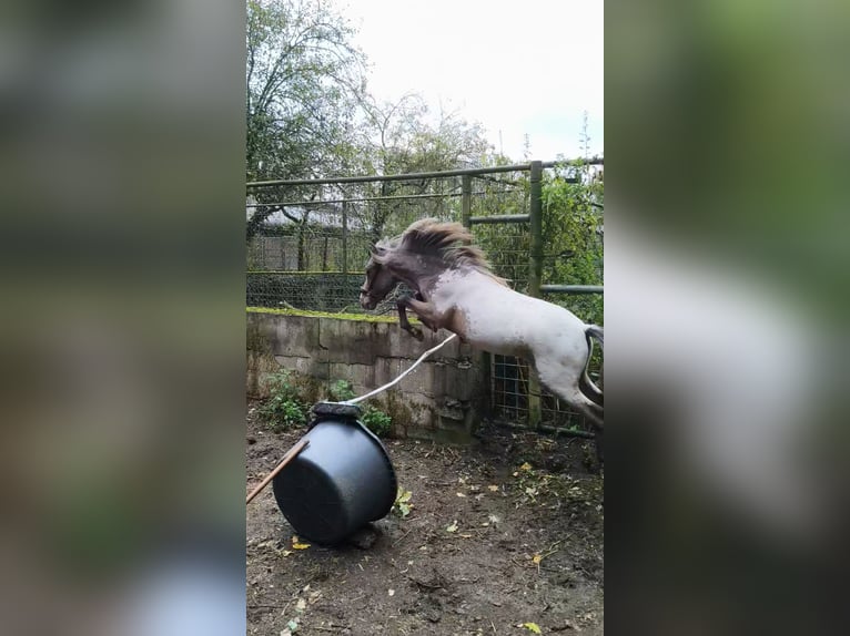 Appaloosa Hengst 2 Jahre 90 cm Tigerschecke in Raalte