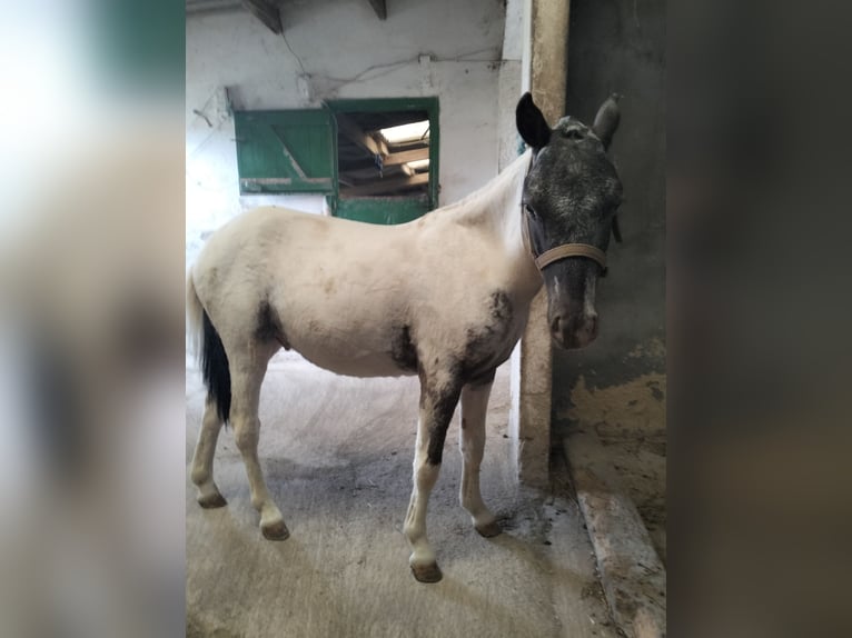 Appaloosa Hengst 2 Jahre 95 cm White in Corredoria (Oviedo)