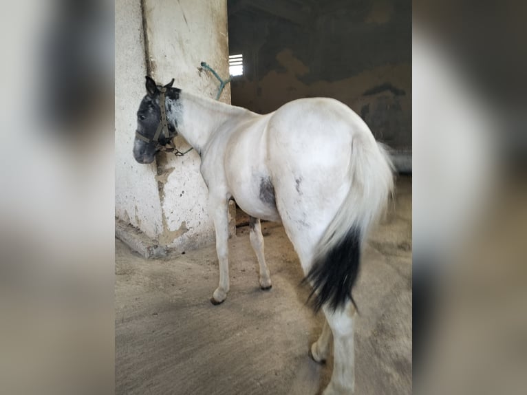 Appaloosa Hengst 2 Jahre 95 cm White in Corredoria (Oviedo)