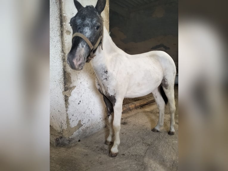 Appaloosa Hengst 2 Jahre 95 cm White in Corredoria (Oviedo)