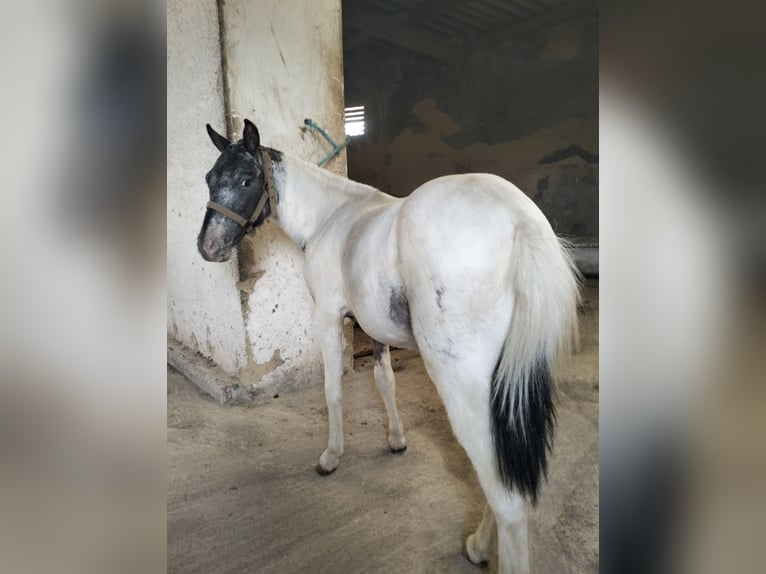 Appaloosa Hengst 2 Jahre 95 cm White in Corredoria (Oviedo)