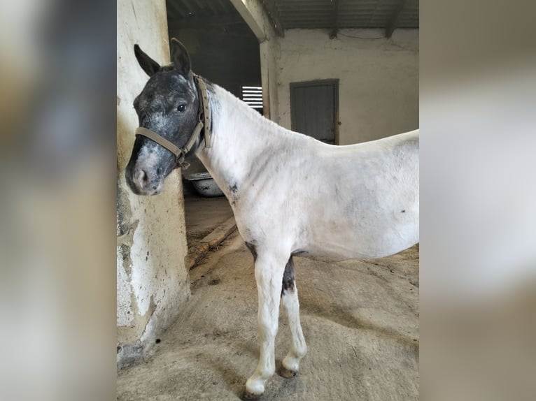Appaloosa Hengst 2 Jahre 95 cm White in Corredoria (Oviedo)