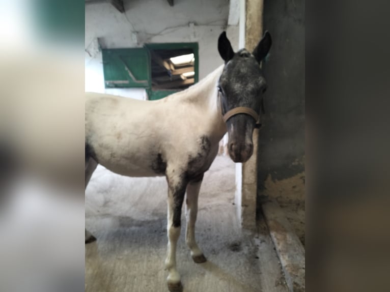 Appaloosa Hengst 2 Jahre 95 cm White in Corredoria (Oviedo)