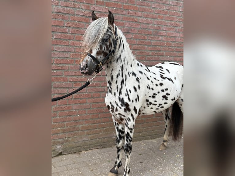 Appaloosa Hengst 3 Jaar 110 cm Appaloosa in GROTE-BROGEL