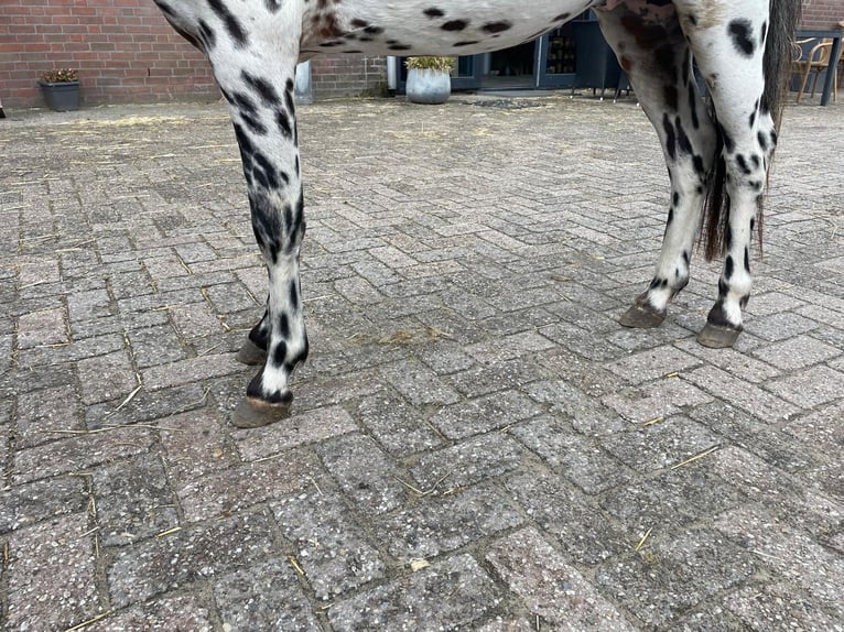 Appaloosa Hengst 3 Jaar 110 cm Appaloosa in GROTE-BROGEL