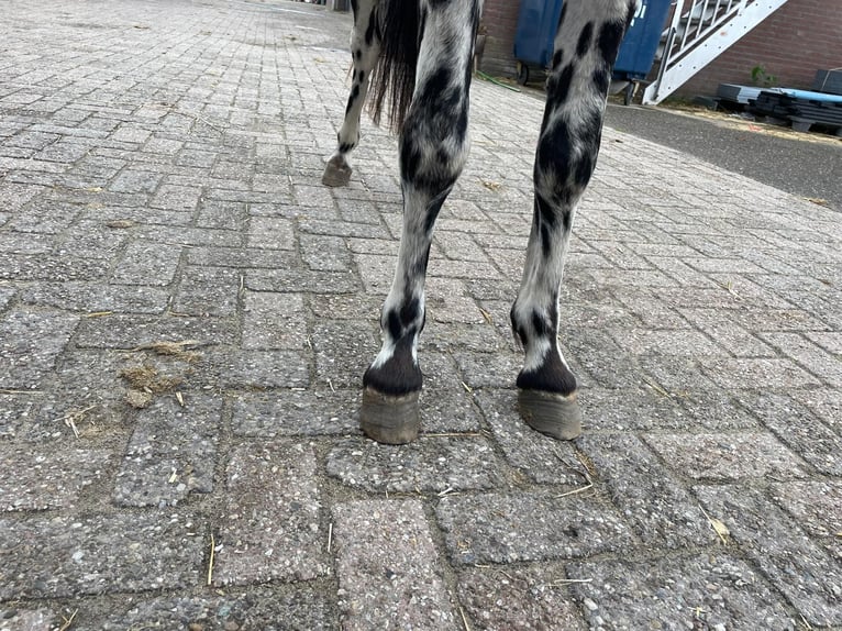 Appaloosa Hengst 3 Jaar 110 cm Appaloosa in GROTE-BROGEL
