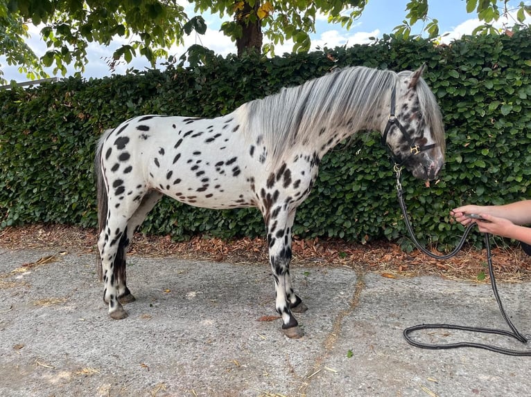 Appaloosa Hengst 3 Jaar 110 cm Appaloosa in GROTE-BROGEL