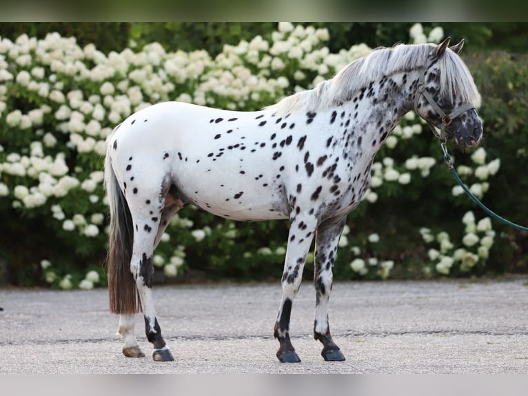 Appaloosa Hengst 3 Jaar 135 cm Appaloosa in Haaksbergen