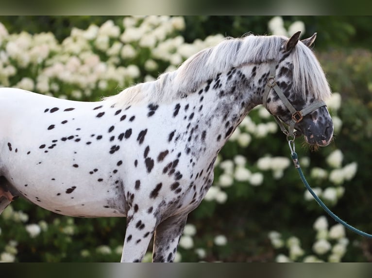 Appaloosa Hengst 3 Jaar 135 cm Appaloosa in Haaksbergen