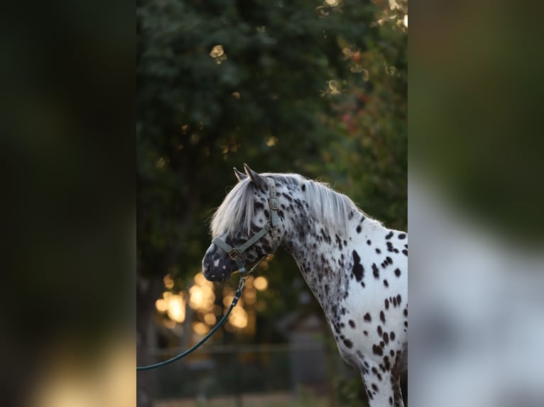 Appaloosa Hengst 3 Jaar 135 cm Appaloosa in Haaksbergen