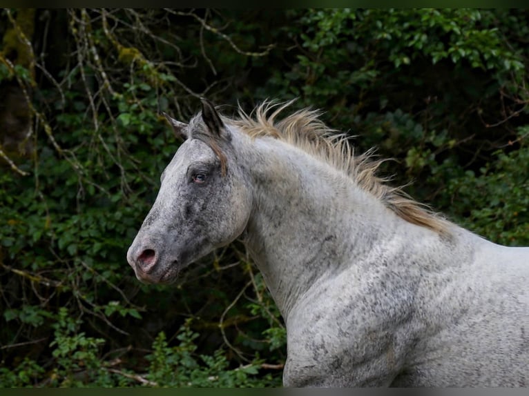 Appaloosa Hengst 3 Jaar 154 cm Appaloosa in goven