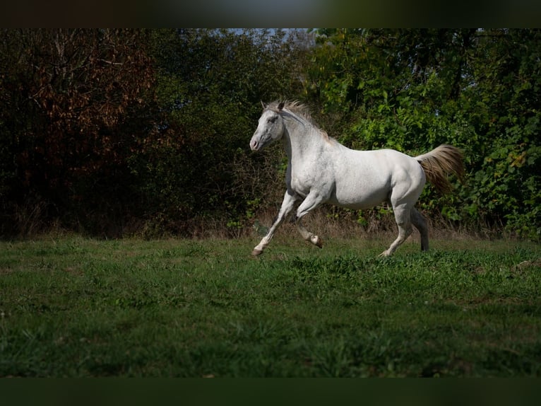 Appaloosa Hengst 3 Jaar 154 cm Appaloosa in goven
