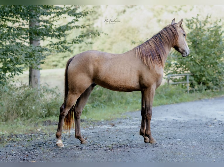 Appaloosa Hengst 3 Jaar 155 cm Buckskin in Bad Münstereifel