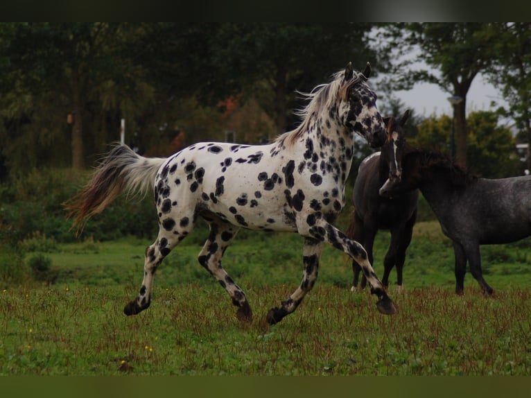 Appaloosa Hengst 3 Jaar 163 cm Appaloosa in Hitzum