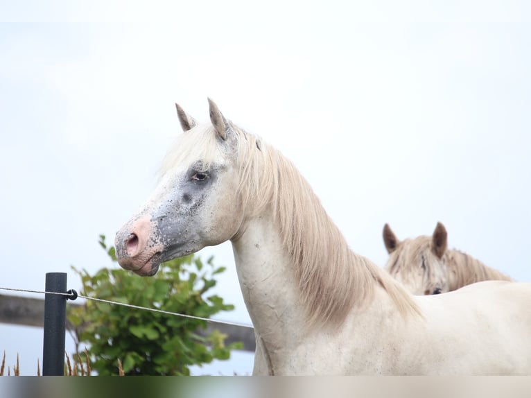 Appaloosa Hengst 3 Jaar in Laa an der Thaya