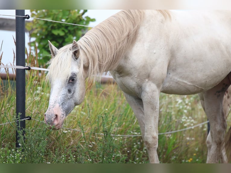 Appaloosa Hengst 3 Jaar in Laa an der Thaya