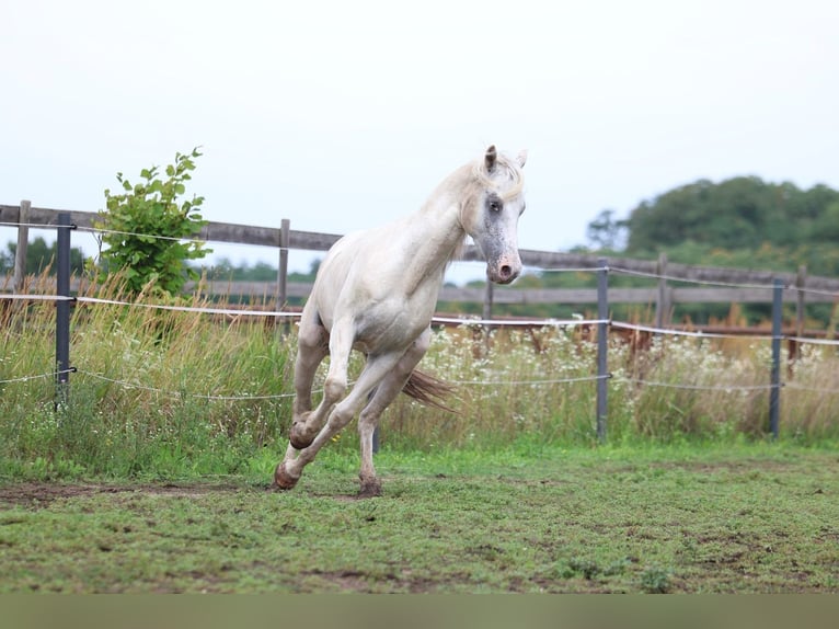 Appaloosa Hengst 3 Jaar in Laa an der Thaya