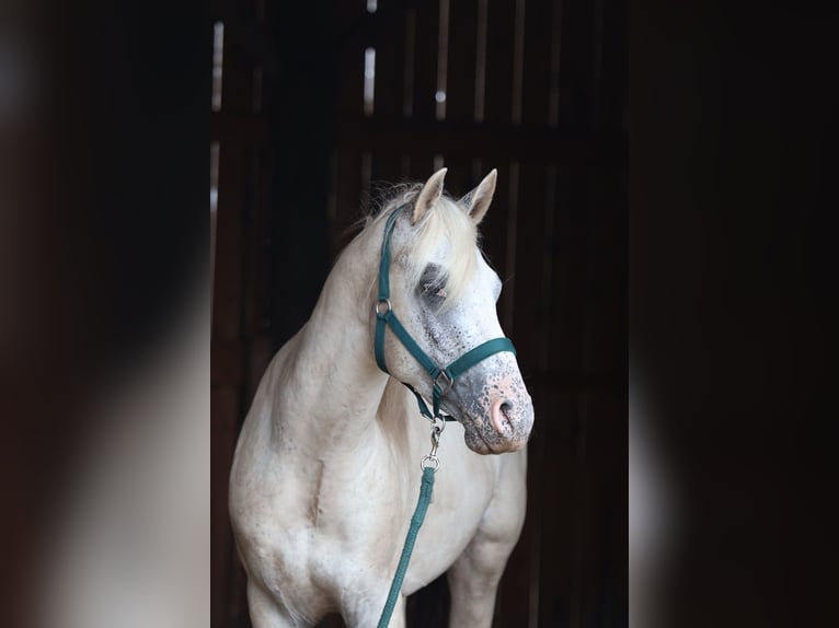 Appaloosa Hengst 3 Jaar in Laa an der Thaya