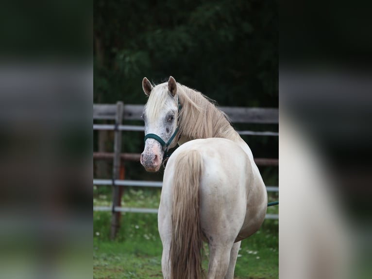 Appaloosa Hengst 3 Jaar in Laa an der Thaya