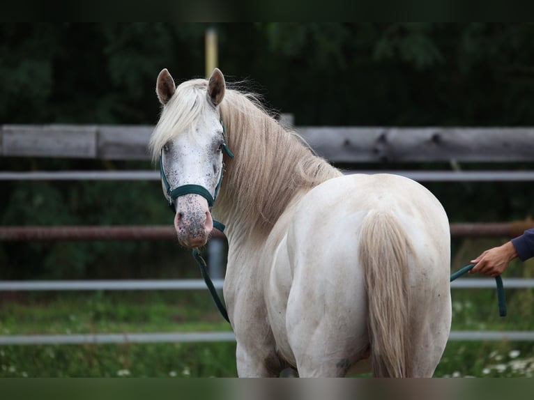 Appaloosa Hengst 3 Jaar in Laa an der Thaya