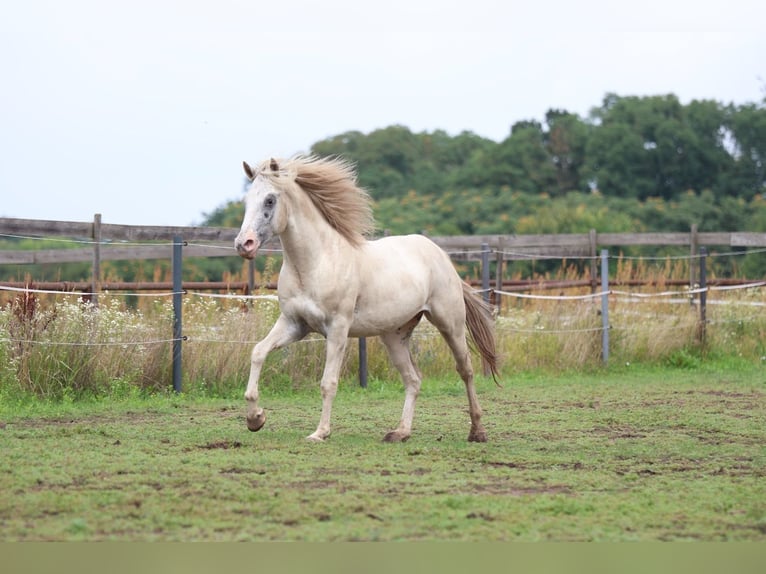 Appaloosa Hengst 3 Jaar in Laa an der Thaya