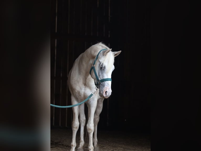 Appaloosa Hengst 3 Jaar in Laa an der Thaya